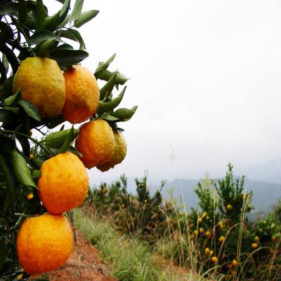 贵州从江 丑橘高山椪柑5斤装 橘子7公分以上中大果